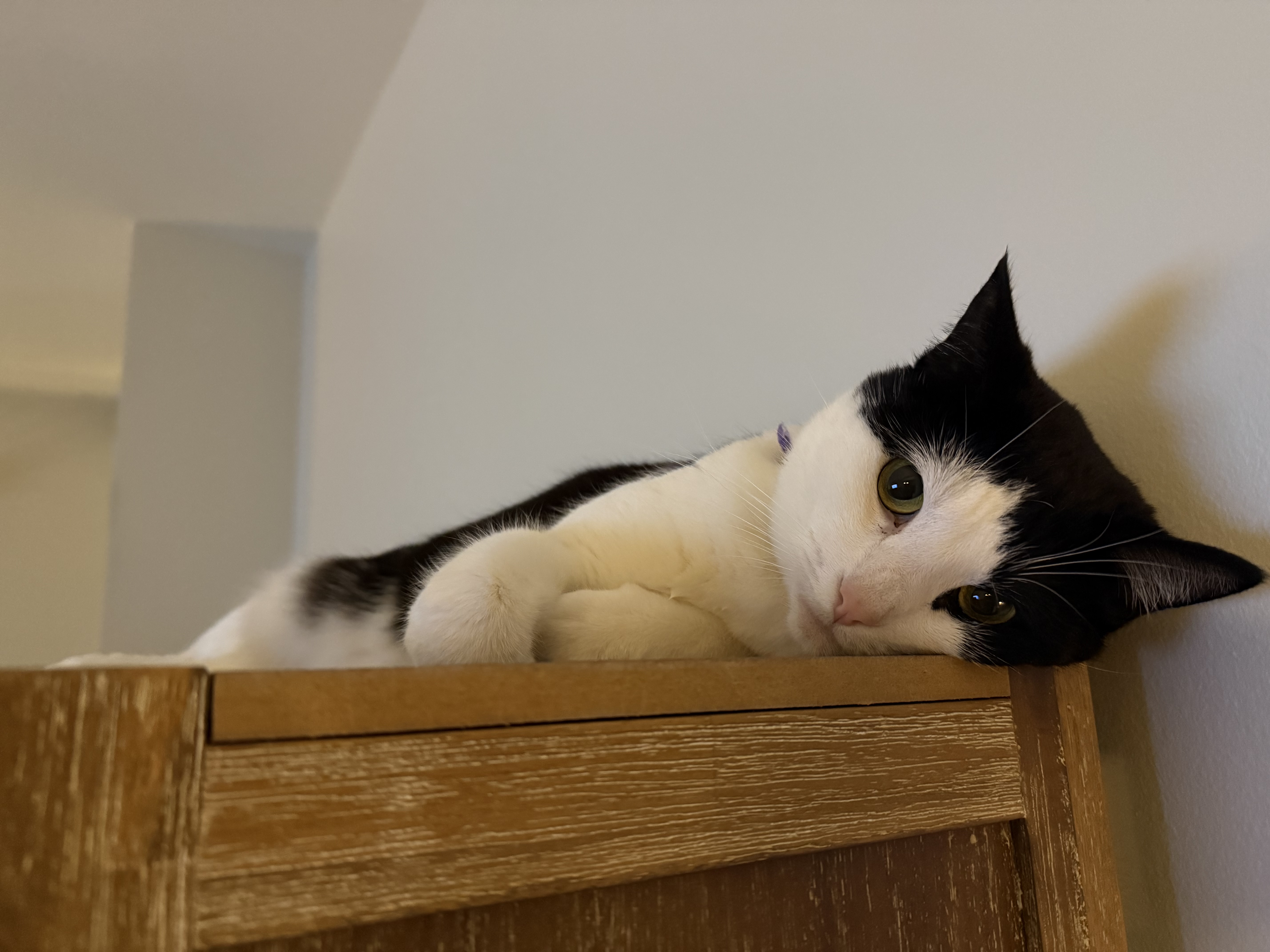 Cat photo